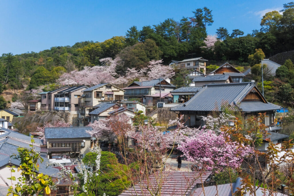 Sakura blooming at Miyajima Island, Japan, Japan seasons,