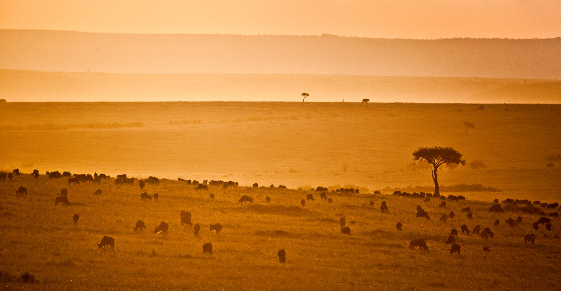 Wildebeest at sunset, Maasai Mara, luxury great migration safari