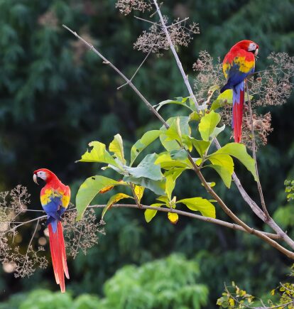 Scarlet Macaws, Costa Rica, three weeks in Costa Rica + Nicaragua
