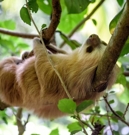Sloth, Costa Rica, three weeks in Costa Rica + Nicaragua