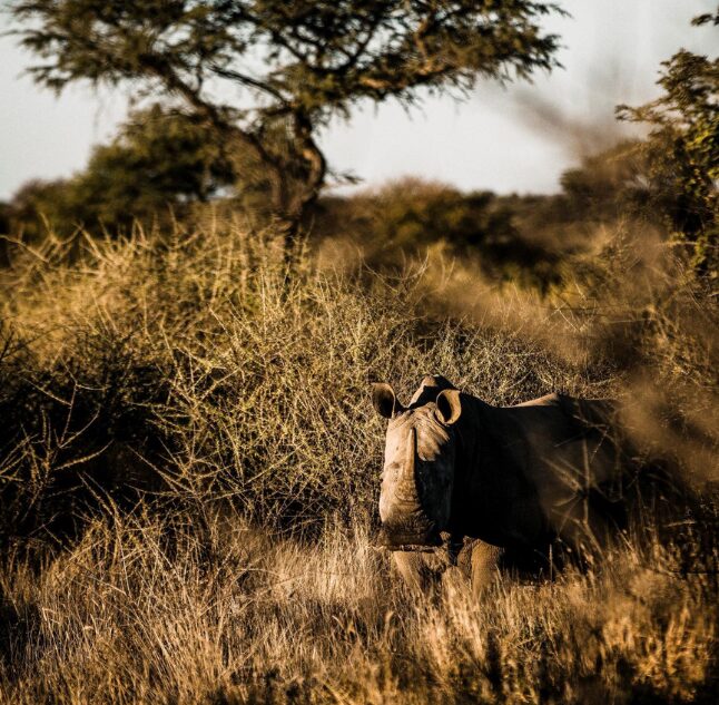 Omaanda, Windhoek