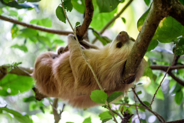 Sloth, Costa Rica