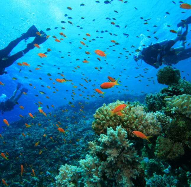 Diving with Uga Bay, East Coast, Sri Lanka