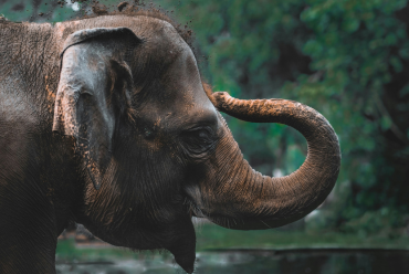 Asian Elephant