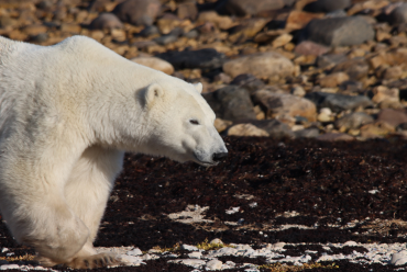 Churchill, Manitoba