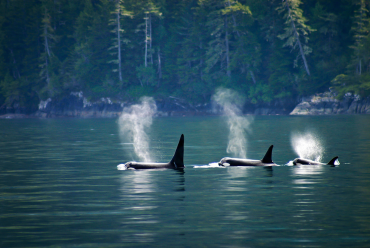 Vancouver Island, Canada