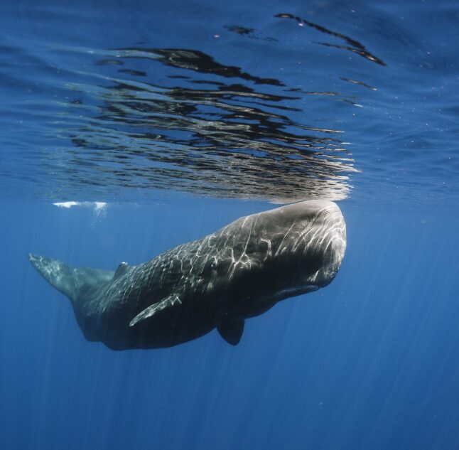 Giants of the Ocean, Mirissa, South Coast, Sri Lanka