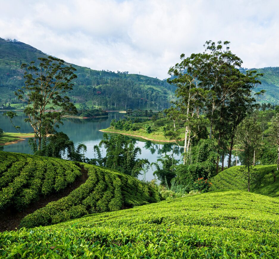 Hill Country, Sri Lanka