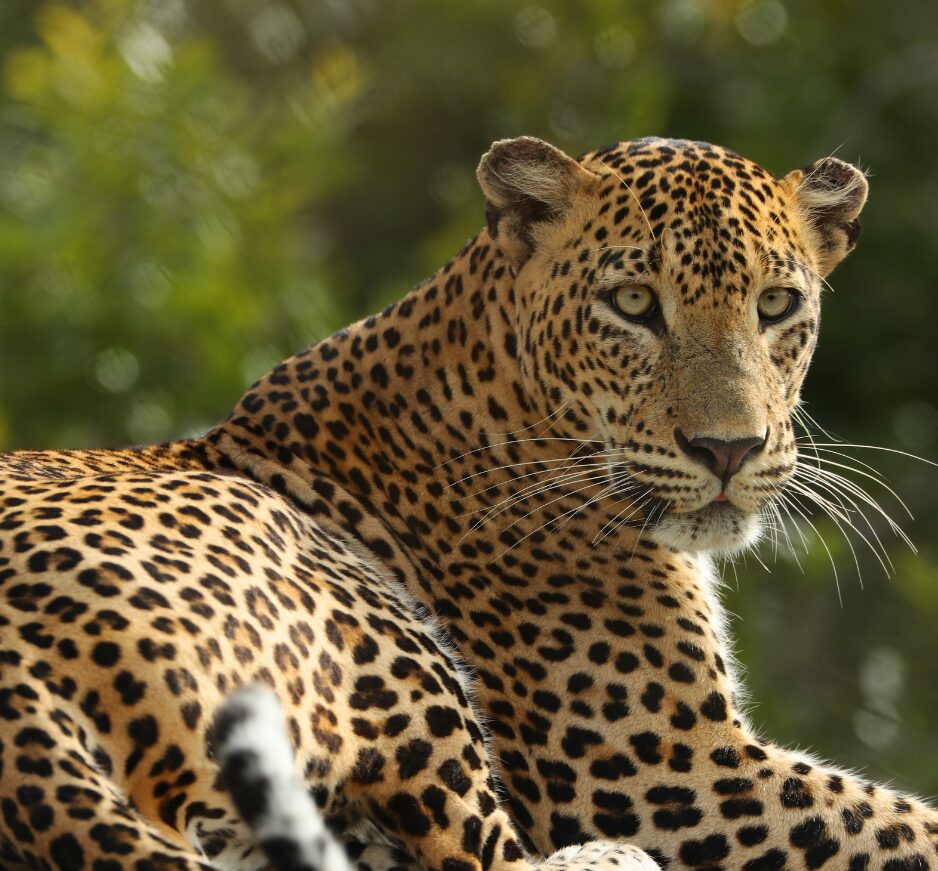 Yala National Park, Sri Lanka