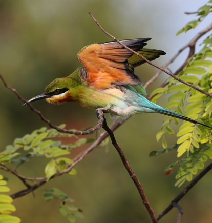 Yala National Park, Sri Lanka