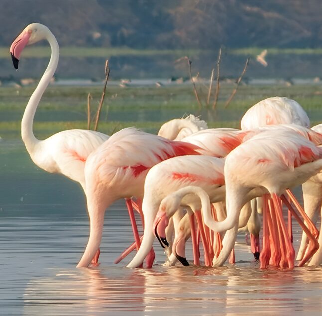 Yala National Park, Sri Lanka