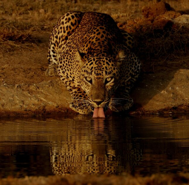 Yala National Park, Sri Lanka