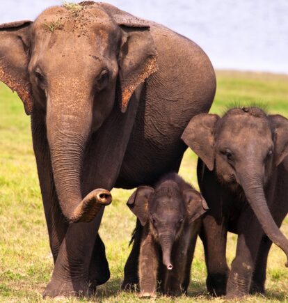 Yala National Park, Sri Lanka