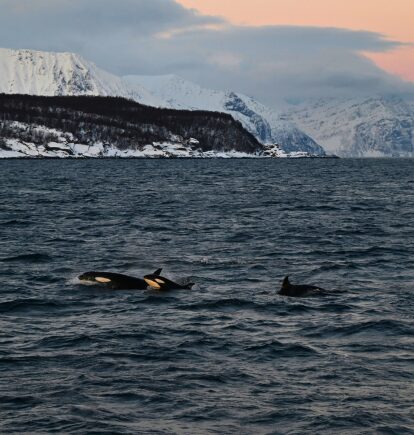 Orca in Northern Norway
