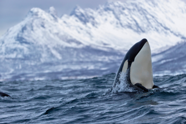 Orca in Northern Norway
