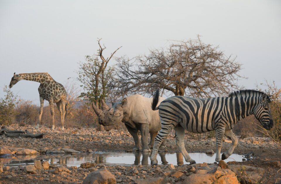 Little Ongava