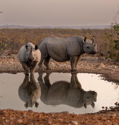 Ongava Lodge, Etosha Private Reserves
