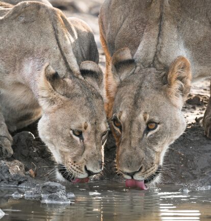 Anderssons Camp, Ongava