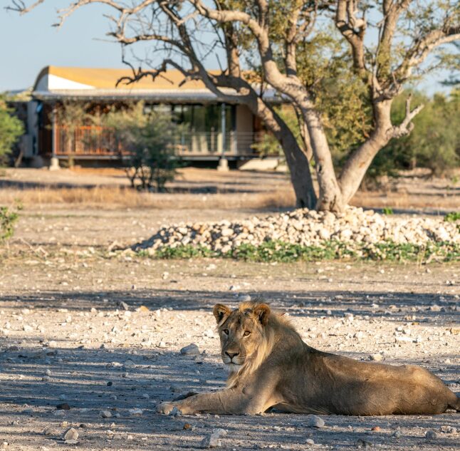 Anderssons Camp, Ongava