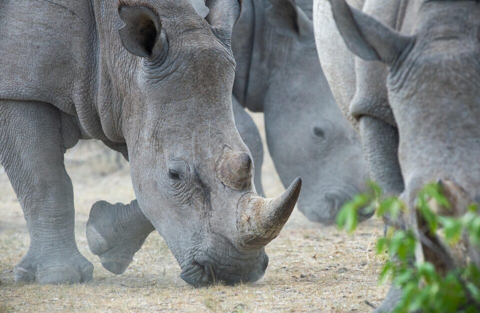 Anderssons Camp, Namibia