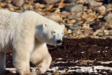 Churchill, Manitoba