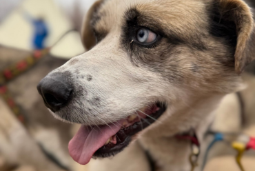 Sled dog, Churchill, Manitoba