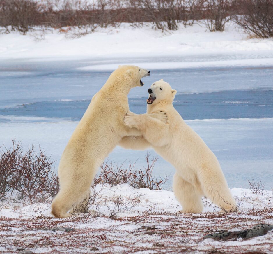 Polar bears in Churchill