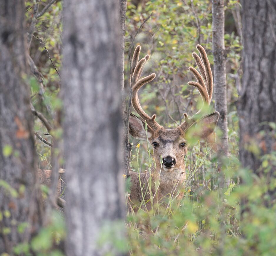 Cariboo Region, British Columbia