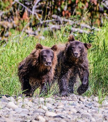 Bears in Bella Coola Valley