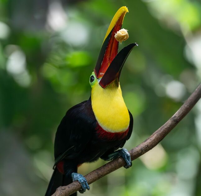 Toucan, Costa Rica