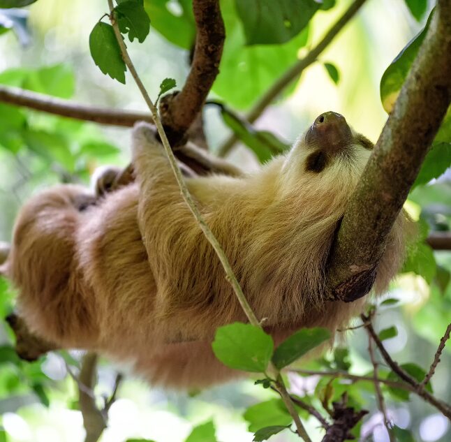 Sloth, Costa Rica