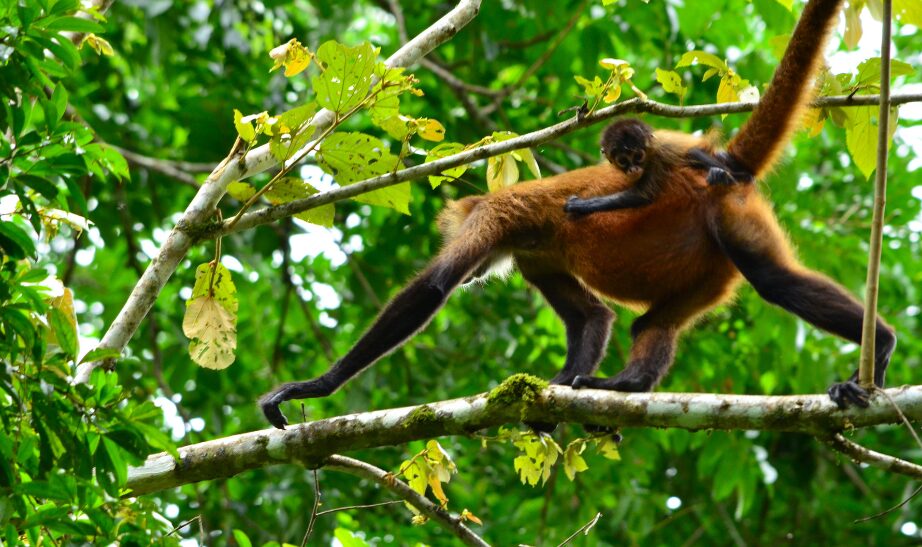 Geoffroy's Spider Monkey, Costa Rica