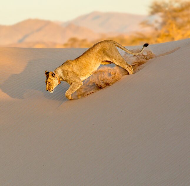 Skeleton Coast, Namibia