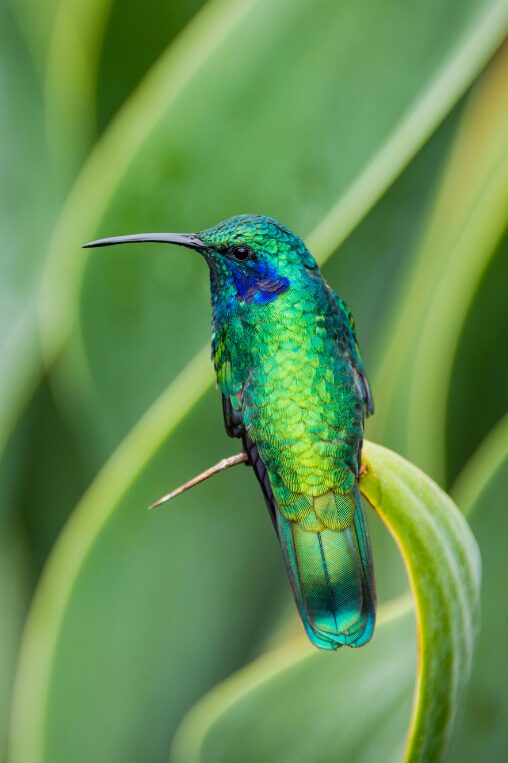 Lesser Violetear, Costa Rica