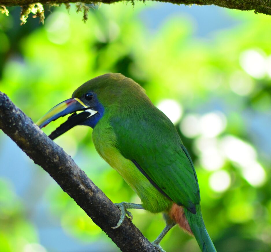 Northern Emerald Toucanet, Costa Rica