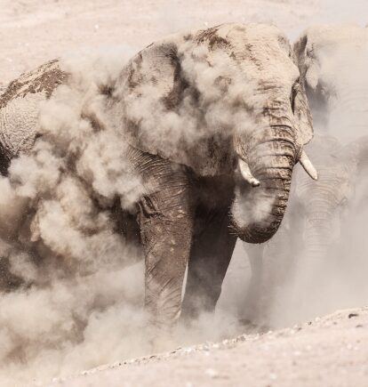 Desert Adapted African Elephant, Etosha National Park, Namibia