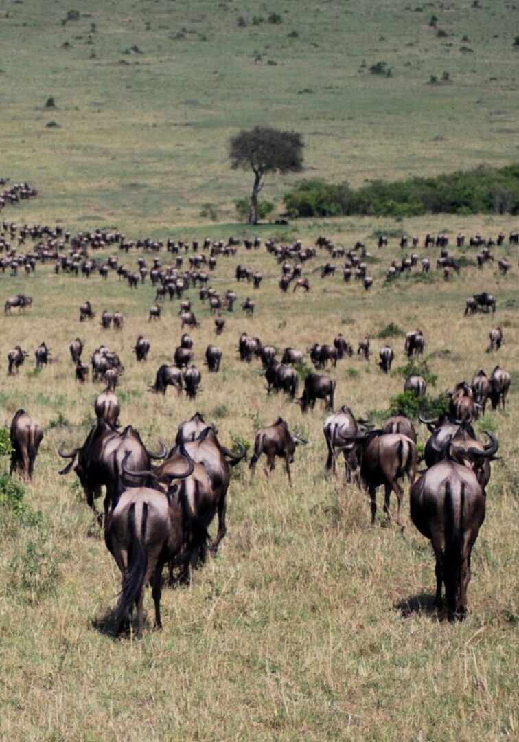 The great migration trip