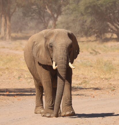 Desert Adapted African Elephant, Etosha National Park, Namibia
