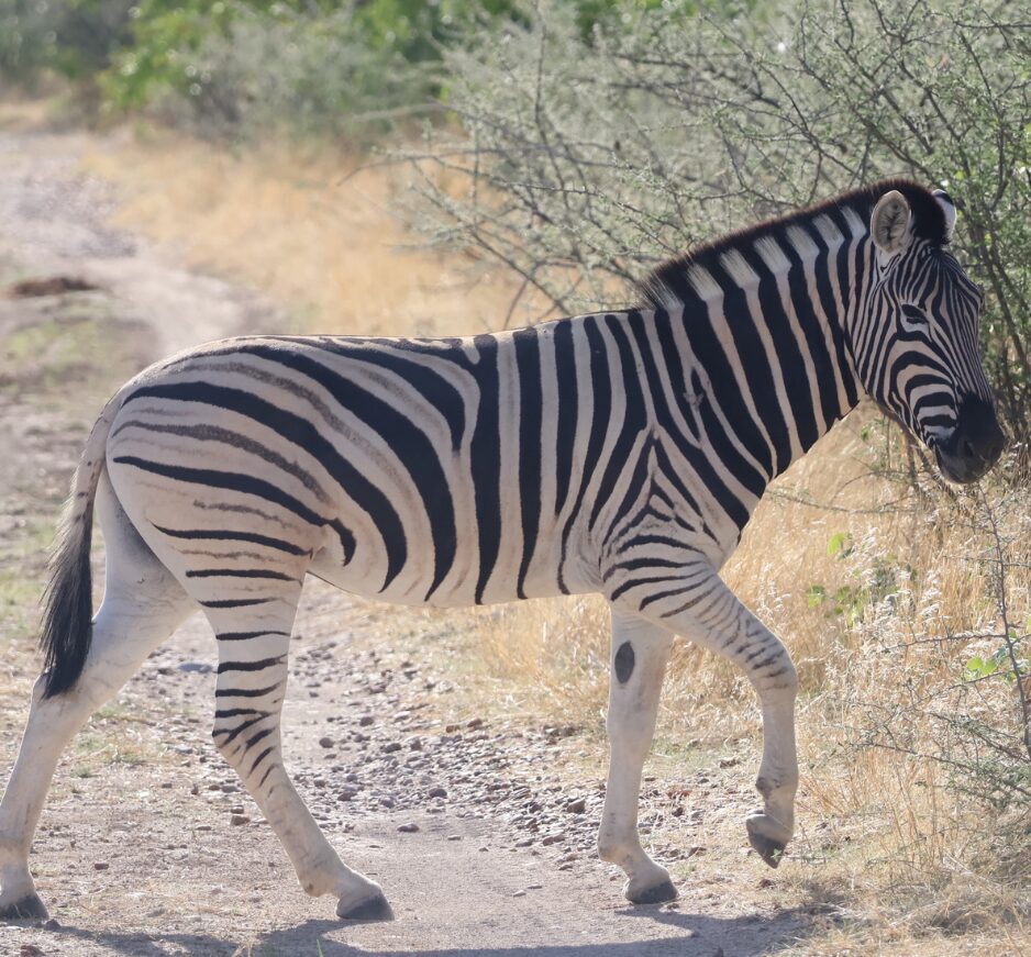 Etosha National Park, Namibia