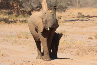 Desert Adapted Elephant, Damaraland, Namibia