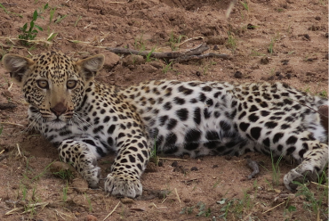 Okonjima, Namibia