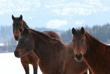 BC Horses