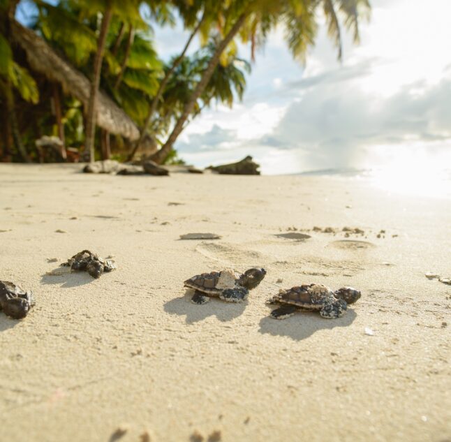 Calala Island, Nicaragua