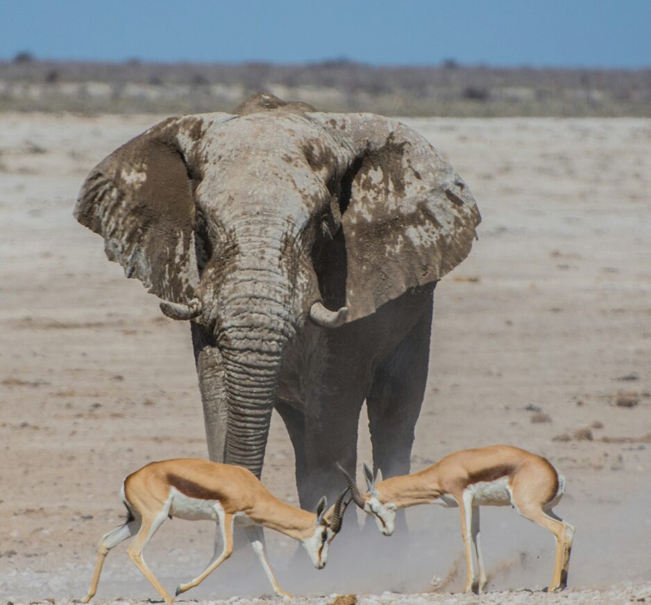 Etosha, Namibia