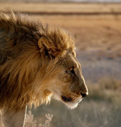 Etosha, Namibia