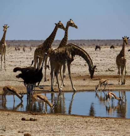 Etosha, Namibia