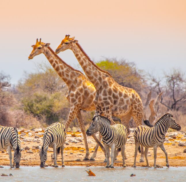 Etosha, Namibia