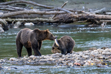 Bears in BC