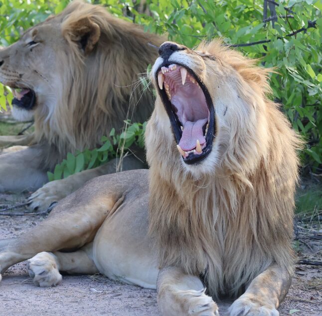 Etosha, Namibia