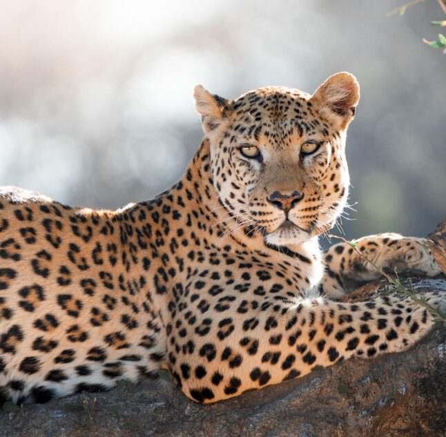 Okonjima Bush camp